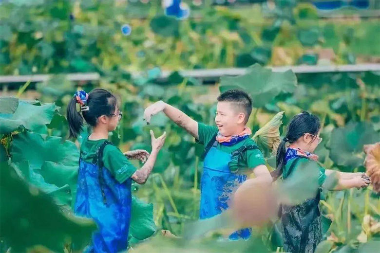 富平县街子村夏有荷产业园研学教育基地